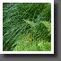 Ferns783
